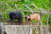 Mawsynram, India Images