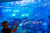 Dubai Mall Aquarium 