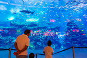 Dubai Mall Aquarium 