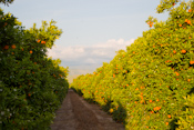 Orange Grove Images