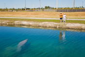 Florida Manatee
