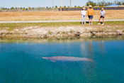 Florida Manatee