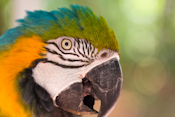 Jungle Island Images