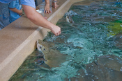 SeaWorld Images
