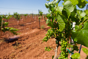 Alamogordo Pistachio Farm