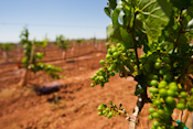 Alamogordo Pistachio Farm