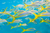 Underwater Images