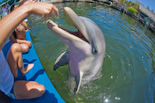 Swimming with Dolphins